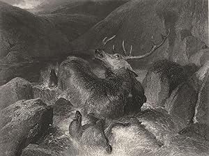 The death of the stag