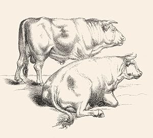 Image du vendeur pour In the meadow (Bull and cow) mis en vente par Antiqua Print Gallery