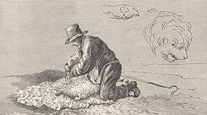 Image du vendeur pour Sheep-shearing mis en vente par Antiqua Print Gallery