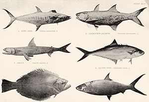 1. King Fish; Cybium Commersoni; 1/8.; 2. Cooktown Salmon; Polynemus Tetradactylus; 1/6.; 3. Smel...