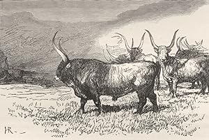 Oxen of the Roman Campagna