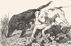 Imagen del vendedor de Dogs setting a hare a la venta por Antiqua Print Gallery