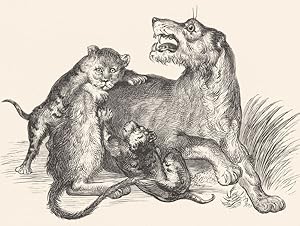 Imagen del vendedor de Lioness and Cubs a la venta por Antiqua Print Gallery