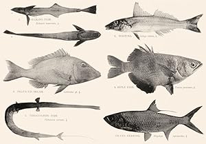1. Sucking Fish; Echeneis Naucrates; 1/4.; 2. Whiting; Sillago Ciliata; 1/3.; 3. Pig-Faced Bream;...