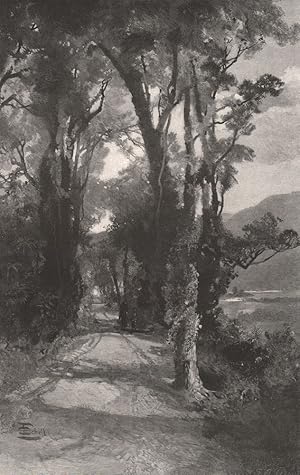 Road on the Teremakau