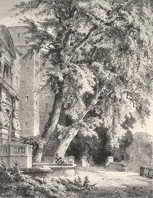 Old Trees in the Villa D'este