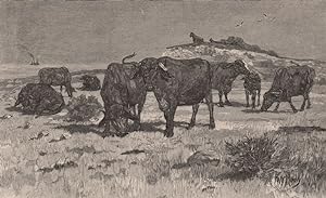 Bild des Verkufers fr Port Essington buffaloes zum Verkauf von Antiqua Print Gallery