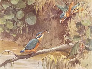 A Fish Dinner; Kingfisher