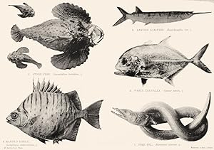 1. Stone Fish; Synancidium Horridum; 1/3.; 2. Banded Gar-Fish; Hemirhamphus Far; 1/3.; 4. Banded ...