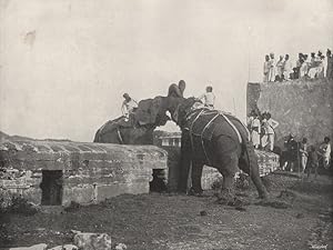 Hyderabad - An elephant fight