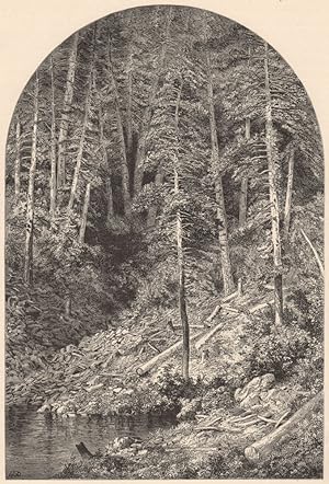 Seller image for Pine Forest on west branch of the Susquehanna for sale by Antiqua Print Gallery