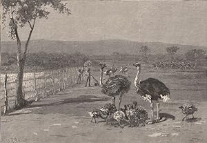 Bild des Verkufers fr Ostrich farm near Port Augusta zum Verkauf von Antiqua Print Gallery