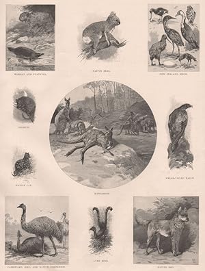 Wombat and Platypus; Native Bear; New Zealand Birds; Opossum; Native Cat; Kangaroos; Wedge-Tailed...