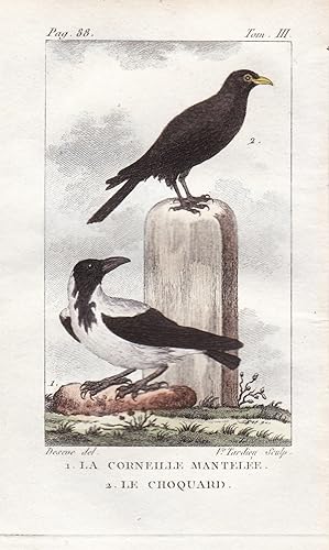 Bild des Verkufers fr "La Corneille Mantelee - Le Choquard" - Rabe raven Nebelkrhe Corvus cornix Krhe Hooded crow Vogel Vgel birds bird oiseaux oiseau zum Verkauf von Antiquariat Steffen Vlkel GmbH