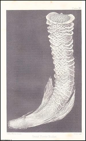 Bild des Verkufers fr Venus's Flower-Basket (Euplectella). An uncommon original article from the Popular Science Review 1867. zum Verkauf von Cosmo Books