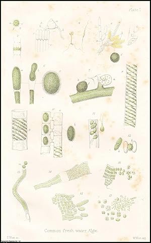 Immagine del venditore per The Mode of Growth of some of the Algae. An uncommon original article from the Popular Science Review 1867. venduto da Cosmo Books