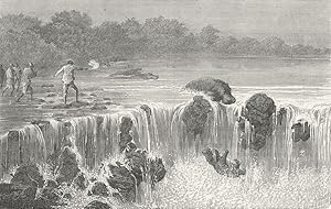 Hippopotami at the falls of the Senegal, in Bambouk