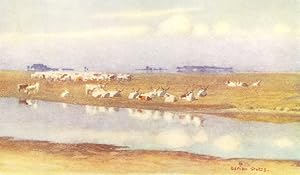 Bild des Verkufers fr Cattle on the Puszta of Hortobagy zum Verkauf von Antiqua Print Gallery