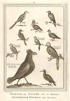 Seller image for Oiseaux de Guine tirs de Bosman; Oiseaux Anonymes; Perroquets; Aigle du Cap Corse [Birds of West Africa. Parrots. Cape Coast eagle] for sale by Antiqua Print Gallery