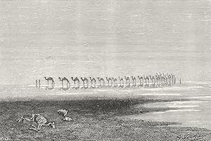 Fig. 60 Camels crossing the Rann of catch