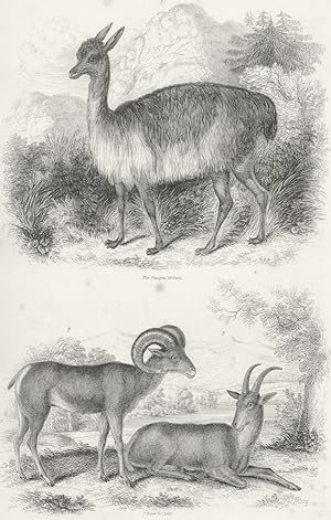 The Vieugna of Peru; The Argali or Big Horn, of the Rocky Mountains