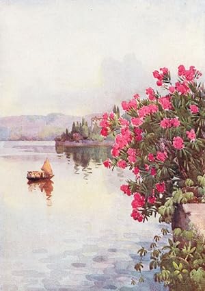 Imagen del vendedor de Oleanders a la venta por Antiqua Print Gallery