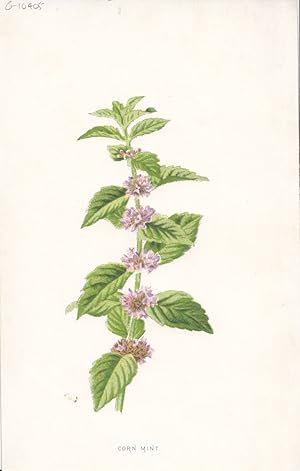 Corn-Mint