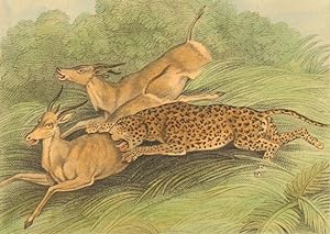 Hunting Antelopes with a Panther