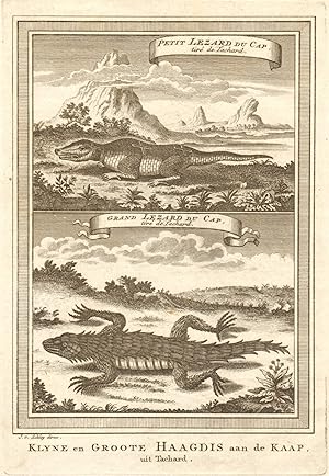 Seller image for Petit Lezard du Cap, tir de Tachard; Grand Lezard du Cap, tir de Tachard [Small Cape Lizard, and Great Cape Lizard, taken from Tachard] for sale by Antiqua Print Gallery