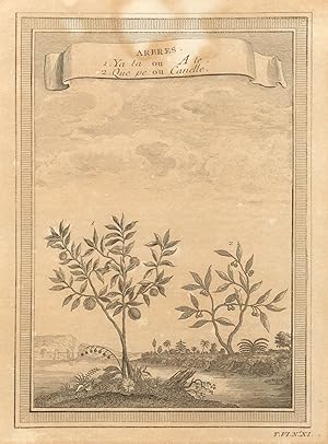 Imagen del vendedor de Arbres, Ya ta ou A te; Que pe ou Canelle [Trees, Ata or sugar-apple; Cinammon] a la venta por Antiqua Print Gallery