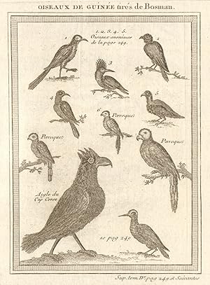 Imagen del vendedor de Oiseaux de Guine tirs de Bosman; Oiseaux Anonymes; Perroquets; Aigle du Cap Corse [Birds of West Africa. Parrots. Cape Coast eagle] a la venta por Antiqua Print Gallery