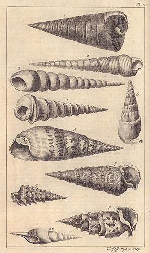 Seller image for Plate X [of a series of shells / Fig 1 - Topshell / Trochus. Fig 2 / 3 / 4 - Whirl / Turbo. Fig 5 - Trumpet / Buccinum. Fig 6 / 7 / 9 / 10 - Rock / Murex. Fig 8 - Wing / Strombus] for sale by Antiqua Print Gallery