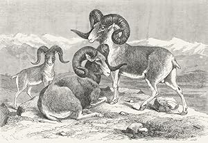 Fig. 96 Ovis Karelini; Argali; Ovis Poli