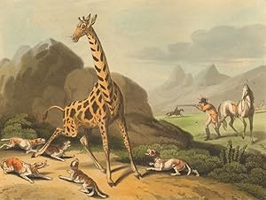 Hunting the Camelopard - Hunting the Giraffe