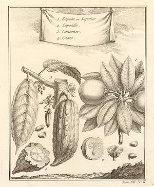 1. Zapota ou Sapotier 2. Sapotille 3. Cacaotier 4. Cacao [1. Casimiroa tree 2. white sapote, soap...