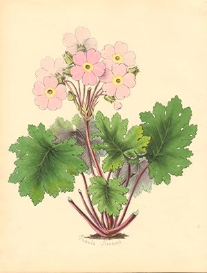 Primula Sinensis - Chinese Primrose