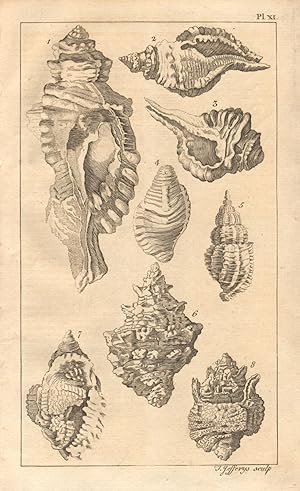 Image du vendeur pour Plate XI [of a series of shells - Rock, Murex] mis en vente par Antiqua Print Gallery