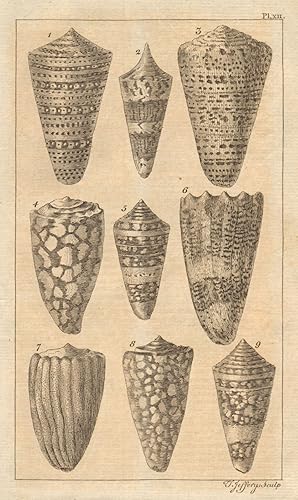 Seller image for [Plate XII of a series of shells] for sale by Antiqua Print Gallery