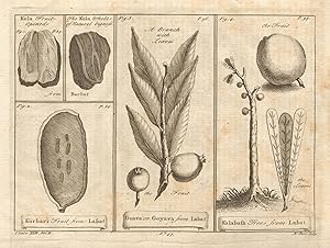 The Kola Fruit // The Kurbari Fruit, from Labat // The Guava, or Goyava Fruit, from Labat // The ...