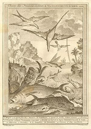 Chasse de Poissons volans [Birds hunting flying fish]