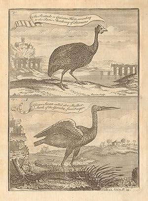 The Pintado, or Guinea-Hen // African Swan, called also Stalker, or Stork of the Gambra