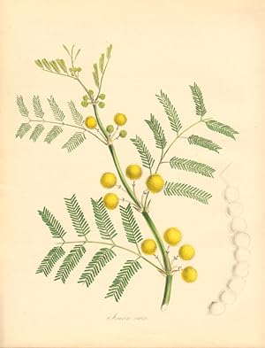 Acacia vera - Egyptian Gum-Arabic Acacia, or Egyptian Thorn