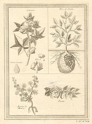 Seller image for Cottonier & plantes de Guine [Cotton plant & plants of west Africa] for sale by Antiqua Print Gallery