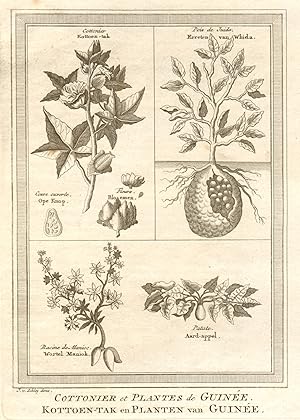 Cottonier & plantes de Guinée [Cotton plant & plants of west Africa]