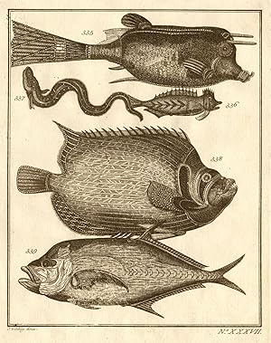 XXXVII - [Poissons d'Ambione] [Tropical fish of the Moluccas]