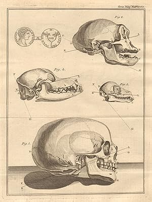 [Figs 1 - 4 - Position of the Occipital Aperture in the skulls of animals. Fig 5 - Roman Brass co...