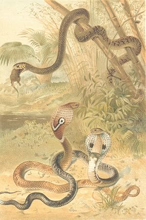 Rat-snake and cobras