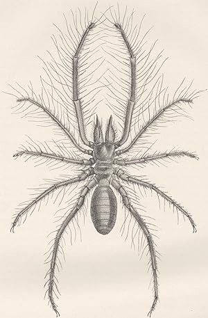 Male of Persian false spider, Galeodes (nat. size)
