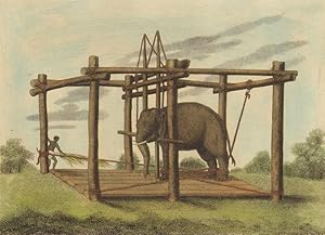 Hindoo method of taming Elephants