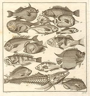 V - [Poissons d'Ambione] [Tropical fish of the Moluccas]